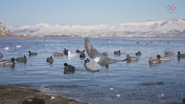 На пляжах в эти зимние дни множество птиц смотреть онлайн