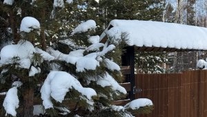 Моя Рассада 15 января. Помидоры Пиноккио. Какие цветы посеяла