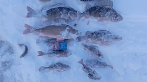 рыбалка на окуня гиганта где ловить трофей как ловить рыбу окунь