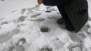 КОСЫНКИ И ЖЕРЛИЦЫ 2026. ЧТО ЕСТЬ ТО ЕСТЬ.