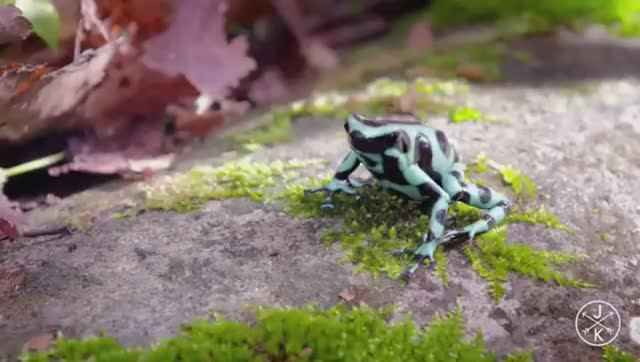 Коста Рика в качестве 4K 60fps HDR (ULTRA HD) смотреть онлайн