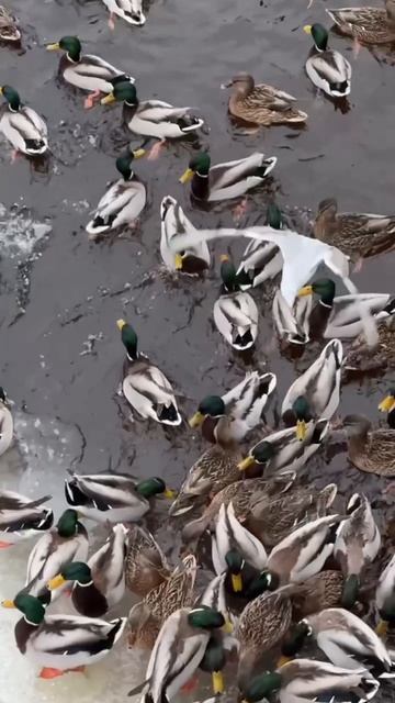 #спб #чайка #утки смотреть онлайн