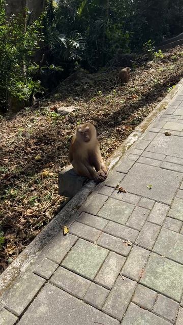 Я извиняюсь! Это планета обезьян?