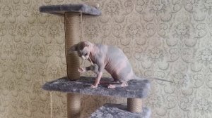 Keepers of the Fire Bacardi Blue Eurasia & Золото Фараонов