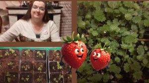 Земляника из семян. Пикировка