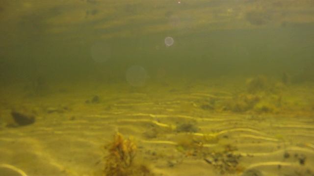 © "Поиски Соловецких колоколов" 2010 Мелководье, подводные съемки 4001