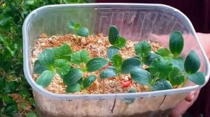 Японский метод выращивания огурцов