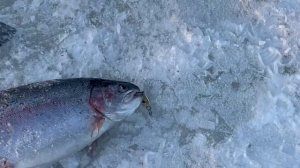 обзор поимок на зарыблении