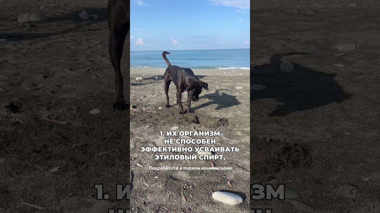 Никогда не давайте своей собаке пиво #броситьпить #лечениеалкоголизма #какброситьпить смотреть онлайн