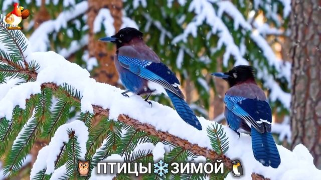 Птицы зимой в лесу 🐦🦉🦅 видео для отдыха душой 🌲(24) смотреть онлайн