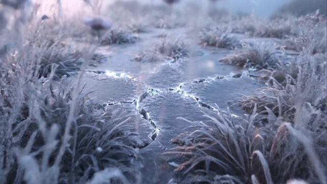 футаж луговые цветы превращаются в лед