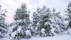 МЯГКАЯ ГЛИНЯНАЯ ЧАША | Стихи Натальи ГРЭЙС
