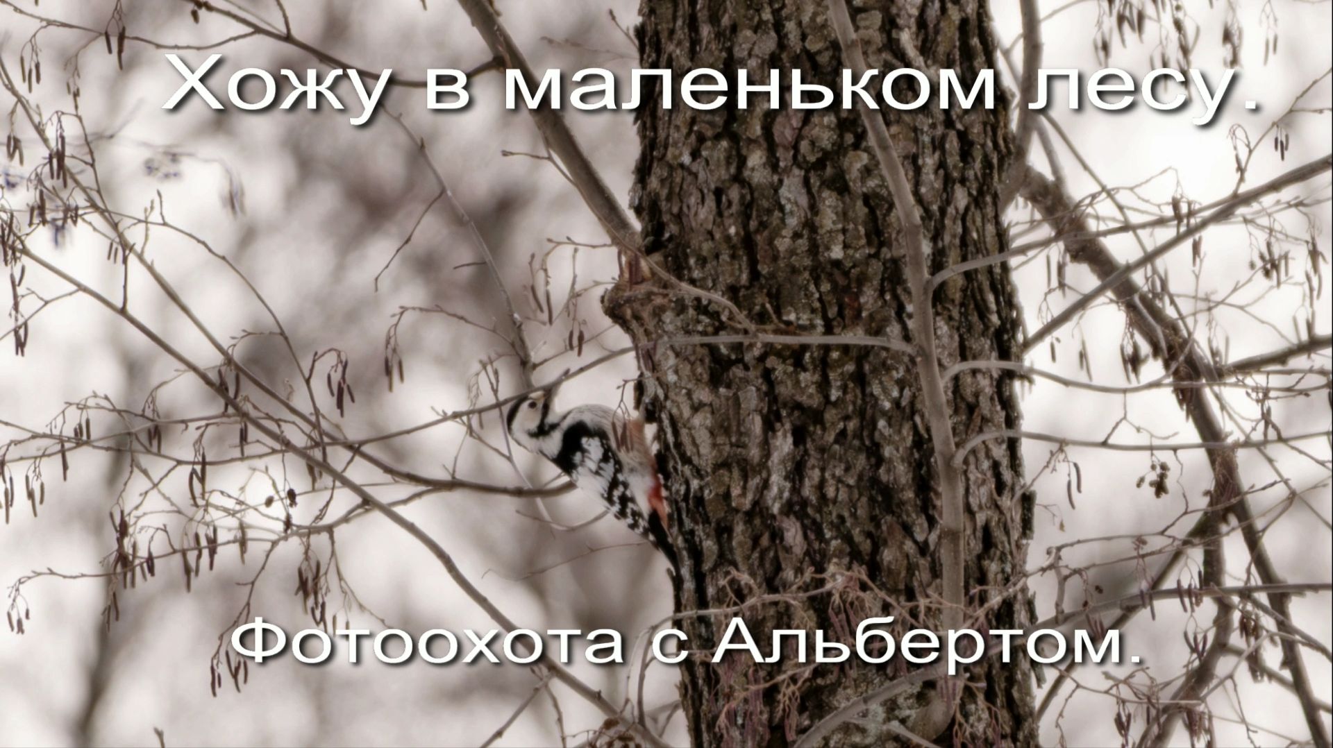 Фотоохота с Альбертом. Хожу в маленьком лесу.