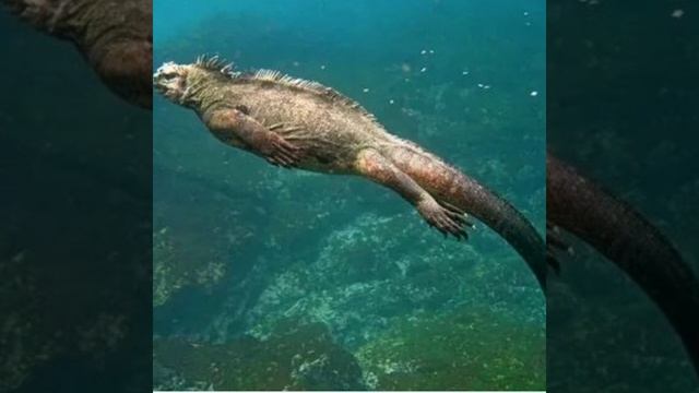 Морская игуана смотреть онлайн