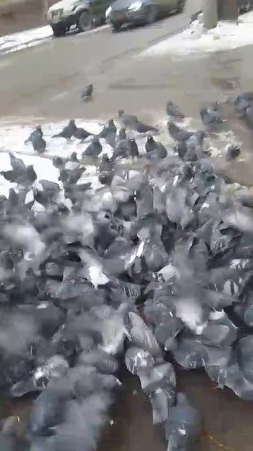 Они нуждаются в нашем благородстве. А вы? смотреть онлайн