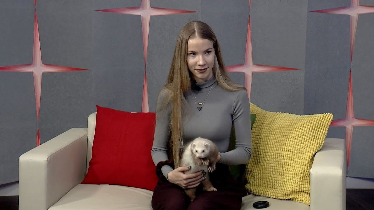 Хорёк: домашнее животное с характером и особыми привычками смотреть онлайн