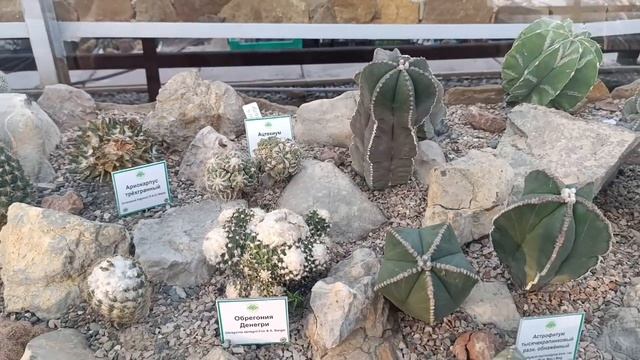 Прекрасный Крым.Коллекция кактусов в Никитском Ботаническом Саду.Ноябрь 2025. смотреть онлайн
