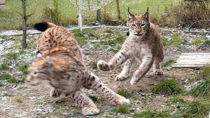 РЫСЬ ХАННА ОХОТЯСЬ, ЧУТЬ НЕ СБИЛА МЕНЯ / Любимая кошка Бегемота