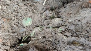 клад серебреных монет