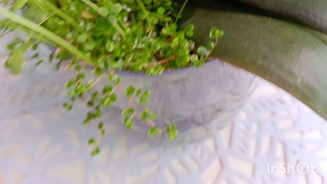 На улице -40 а мы балдеем с цветущими орхидеями ☺,Как растут мои орхидеи (как в лесу) 🤗
#орхидея смотреть онлайн