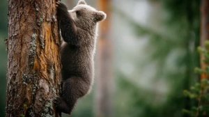 "Братья мои" Владислав Поварков