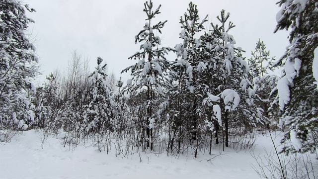 Заснеженный лес. ч.11. Январь 2026 смотреть онлайн