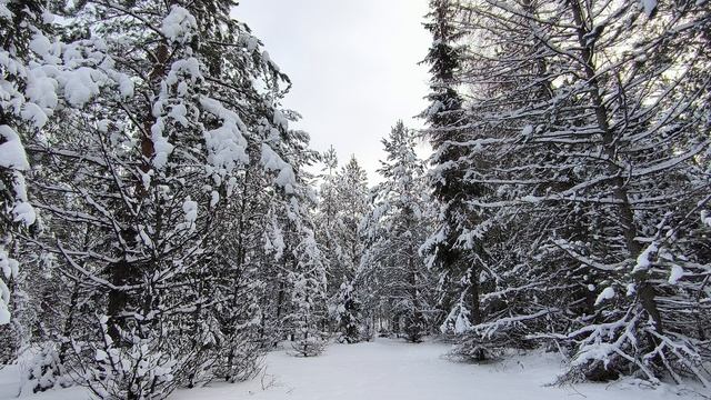 Заснеженный лес. ч.12. Январь 2026 смотреть онлайн