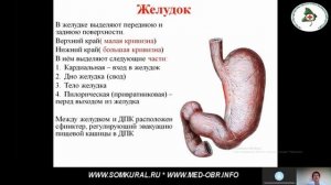 27 Анатомо-физиологические особенности полости рта, глотки, пищевода, желудка, кишечника
