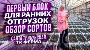 Обзор сортов тюльпана в первом блоке для ранних отгрузок (февраль)
