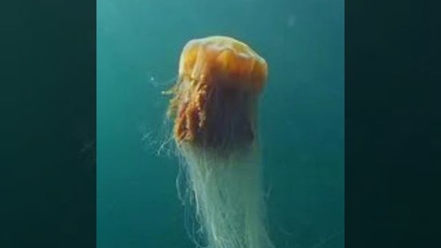 Арктическая медуза