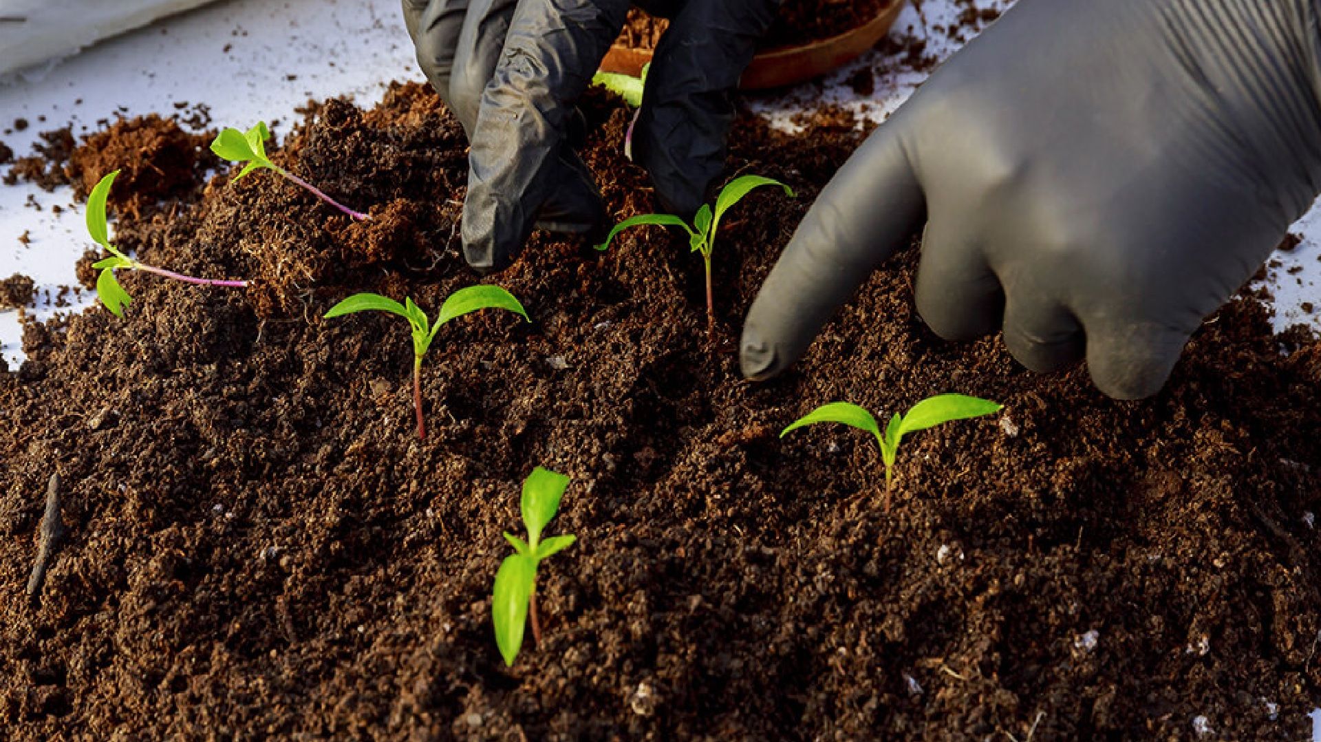Лунный календарь посева перца на рассаду в феврале 2026 года. Самые благоприятные дни посева перца смотреть онлайн