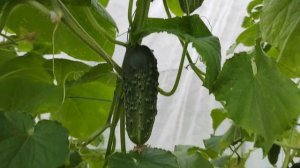 49-моя ДАЧА мой ОГОРОД. 07.08.-08.08.21.1 часть