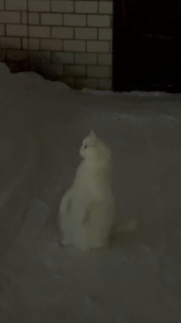 Ночной дозор смотреть онлайн