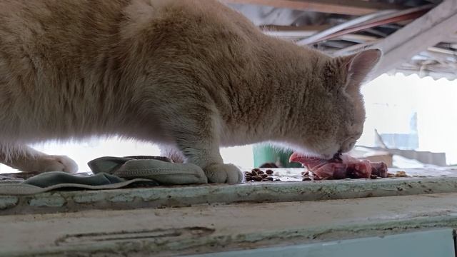 Абрикосик Кокосик добрый смотреть онлайн