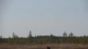 Встреча с медведем