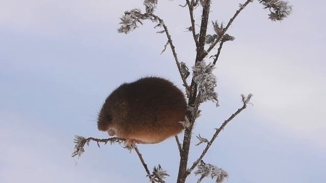 мышь-малютка