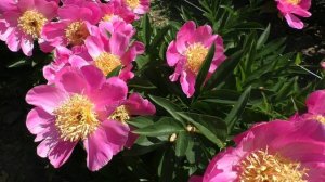 Пион Mary Elizabeth