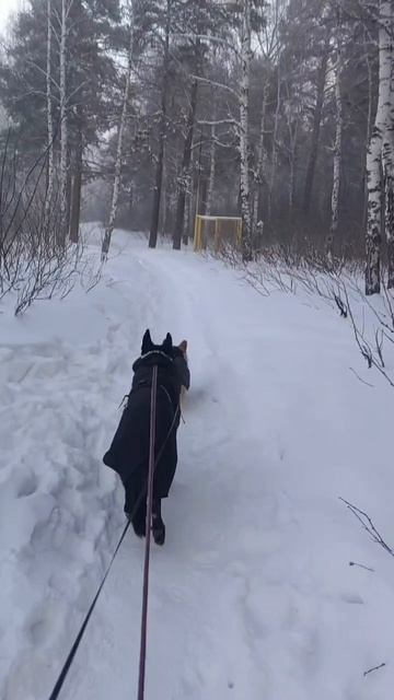 Прогулка  при - 40