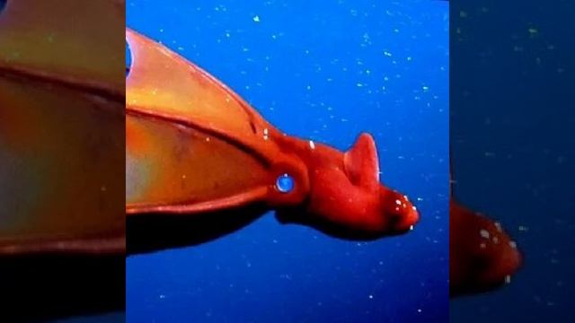 Адский кальмар