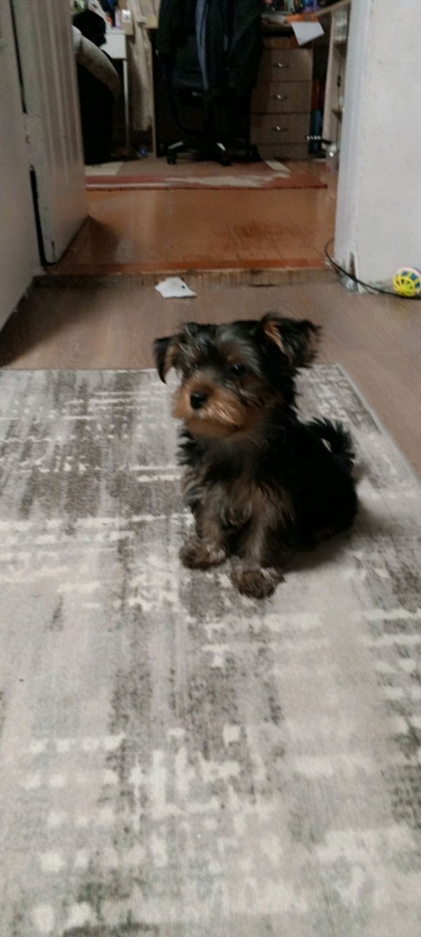 играю в футбол