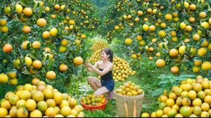 Собираю апельсины для продажи на загородном рынке. Уход за фруктовым садом. Нхат. Вьетнам