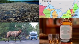 ДЖОН СТЕЙНБЕК - "ПУТЕШЕСТВИЕ С ЧАРЛИ в поисках АМЕРИКИ"(7)