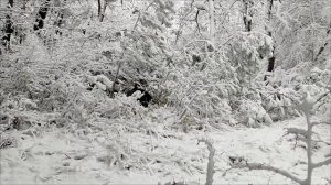 Ягдтерьер. Прогулка по заснеженному сосновому лесу.