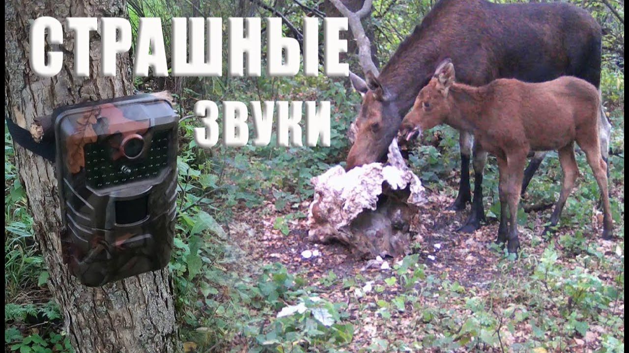 СТРАШНЫЕ звуки в лесу, ПРОВЕРКА фотоловушек / Фотоловушка в лесу
