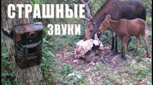СТРАШНЫЕ звуки в лесу, ПРОВЕРКА фотоловушек / Фотоловушка в лесу