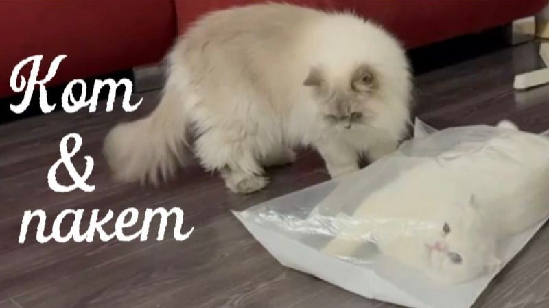 Кот и пакет. Что сделают коты с целлофановым пакетом? Белые и черные коты. Результат смешной! смотреть онлайн