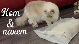 Кот и пакет. Что сделают коты с целлофановым пакетом? Белые и черные коты. Результат смешной!
