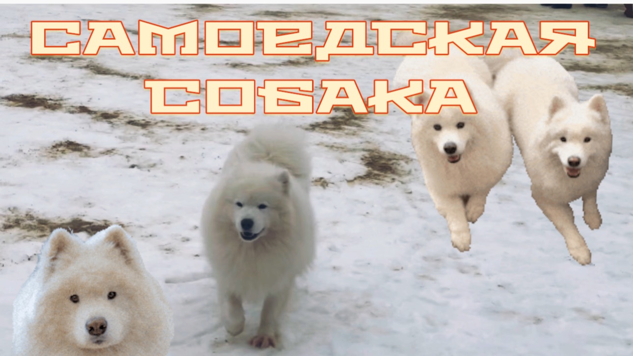 Собачки самоеды . ОШКА парк смотреть онлайн