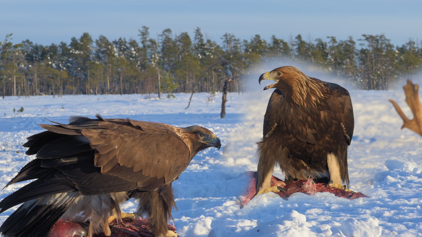 Беркут в январе