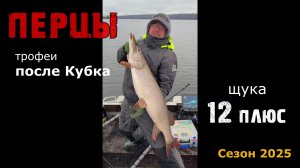 ПЕРЦЫ. Трофеи после Кубка 2025.